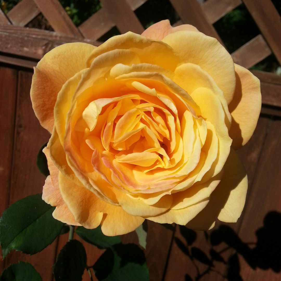  photo 20140913_095732-1_zpsdwofrnel.jpg